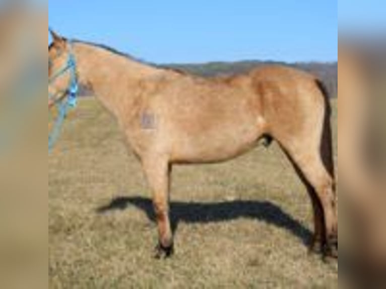 Dänisches Warmblut Hengst Braunfalbschimmel in Bryceville