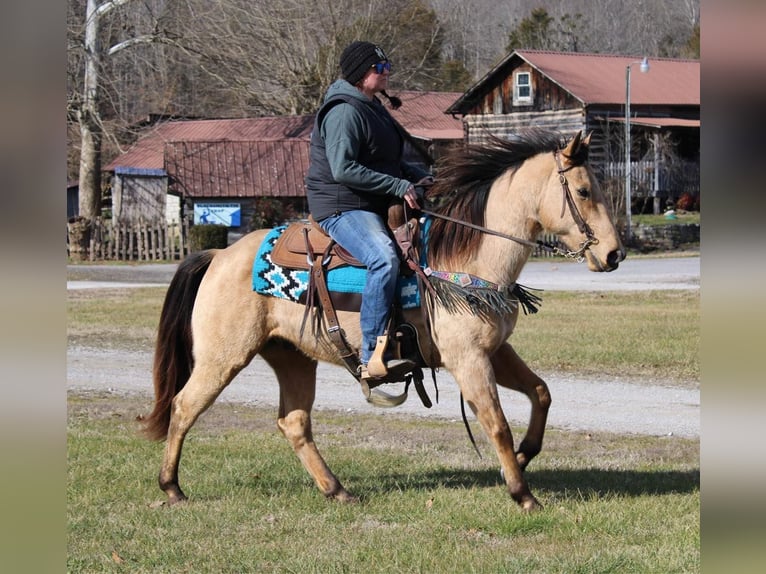Dänisches Warmblut Hengst Braunfalbschimmel in Bryceville
