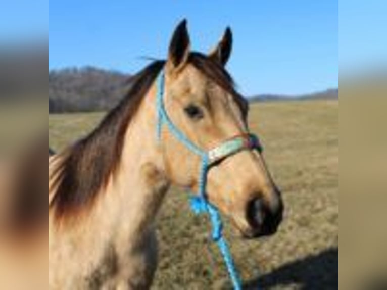 Dänisches Warmblut Hengst Braunfalbschimmel in Bryceville