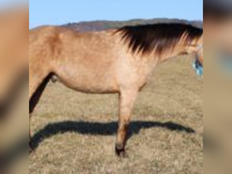 Dänisches Warmblut Hengst Braunfalbschimmel in Bryceville