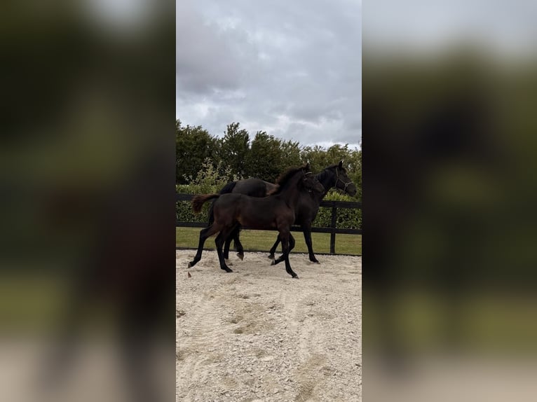 Dänisches Warmblut Hengst Fohlen (03/2026) 170 cm Rappe in Børkop
