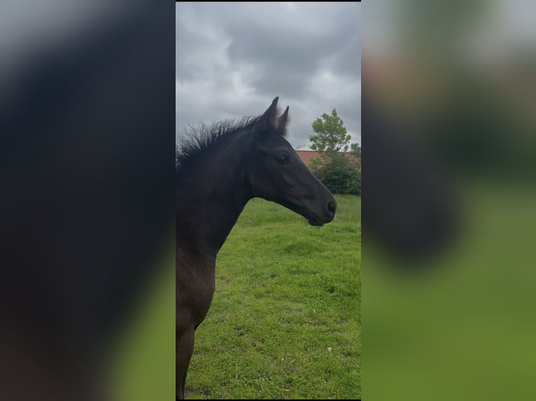 Dänisches Warmblut Hengst Fohlen (03/2026) 170 cm Rappe in Børkop