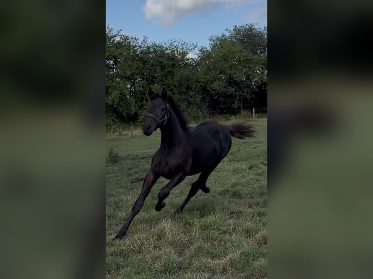 Dänisches Warmblut Hengst Fohlen (03/2026) 170 cm Rappe in Børkop