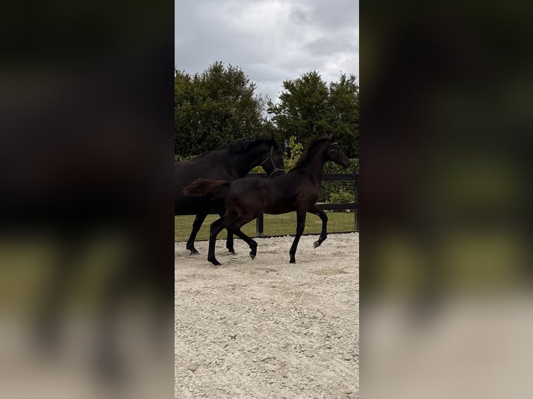Dänisches Warmblut Hengst Fohlen (03/2026) 170 cm Rappe in Børkop