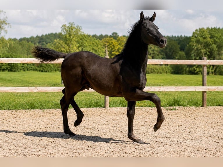 Dänisches Warmblut Hengst Fohlen (03/2026) 170 cm Rappe in Børkop