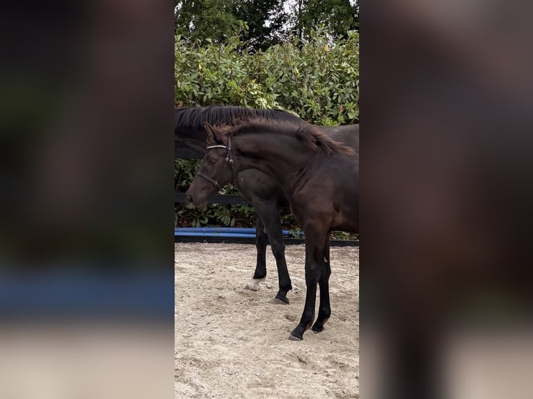 Dänisches Warmblut Hengst Fohlen (03/2026) 170 cm Rappe in Børkop