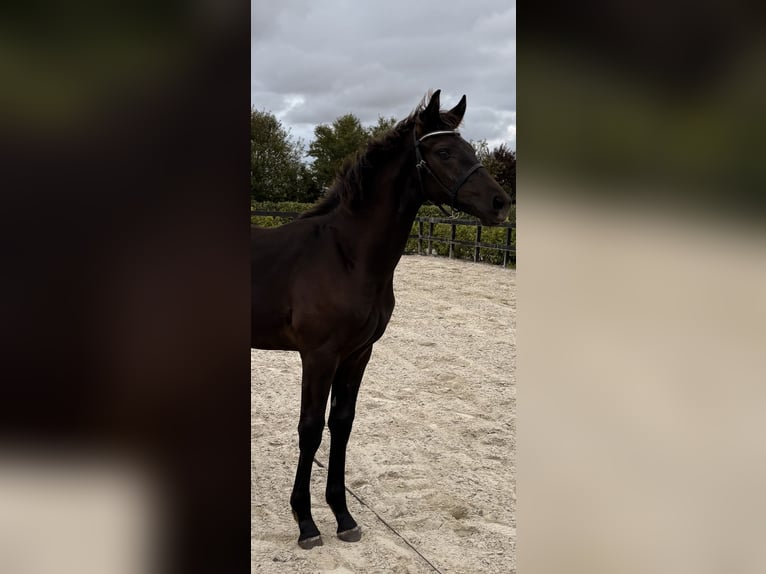Dänisches Warmblut Hengst Fohlen (03/2026) 170 cm Rappe in Børkop