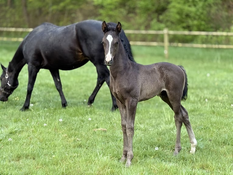Dänisches Warmblut Hengst  170 cm Rappe in Randers C