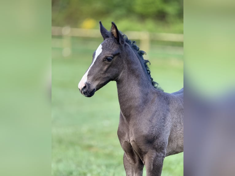 Dänisches Warmblut Hengst  170 cm Rappe in Randers C