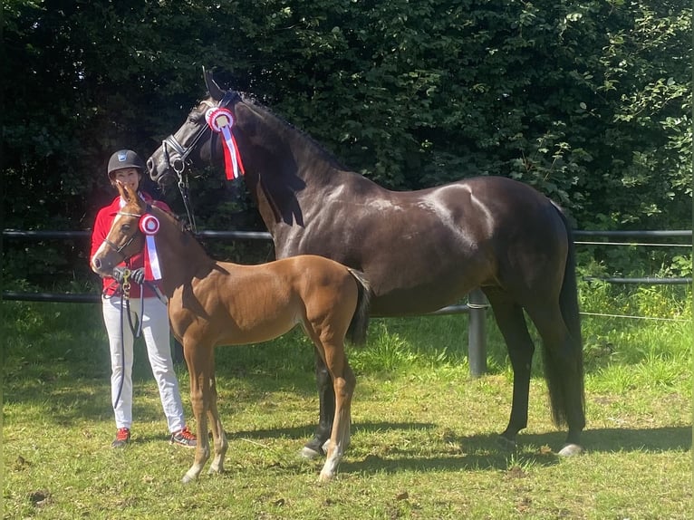 Dänisches Warmblut Hengst  170 cm Rappe in Randers C