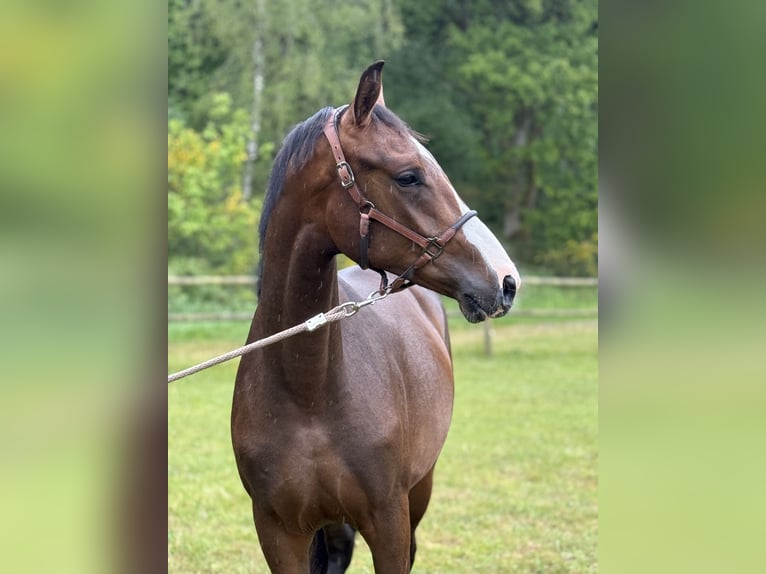 Dänisches Warmblut Hengst  170 cm Rappe in Randers C