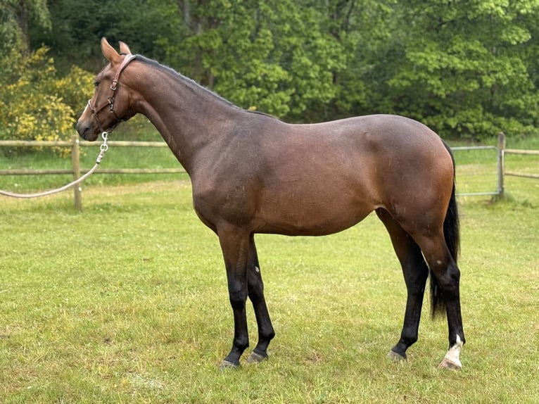 Dänisches Warmblut Hengst  170 cm Rappe in Randers C