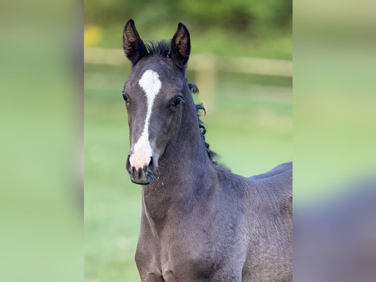 Dänisches Warmblut Hengst  170 cm Rappe in Randers C