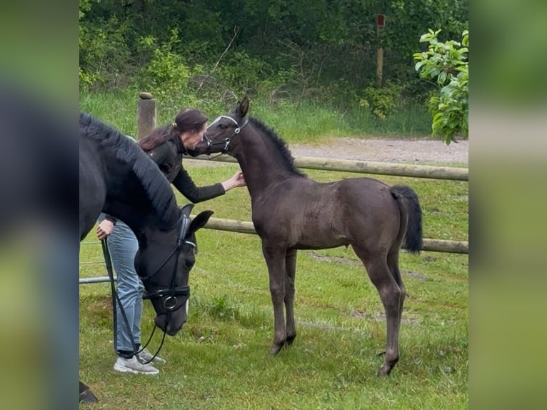 Dänisches Warmblut Hengst  170 cm Rappe in Randers C