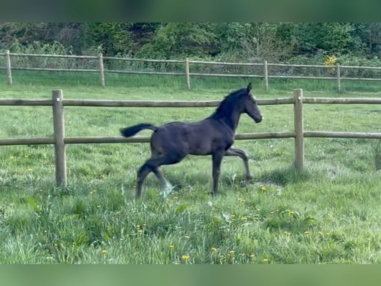Dänisches Warmblut Hengst  170 cm Rappe in Randers C