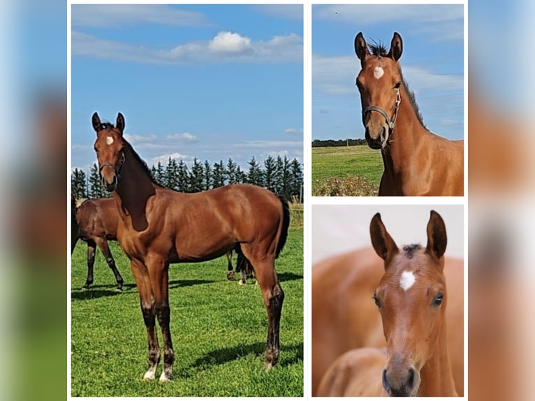 Dänisches Warmblut Hengst Fohlen (05/2026) 170 cm Rotbrauner in Spjald
