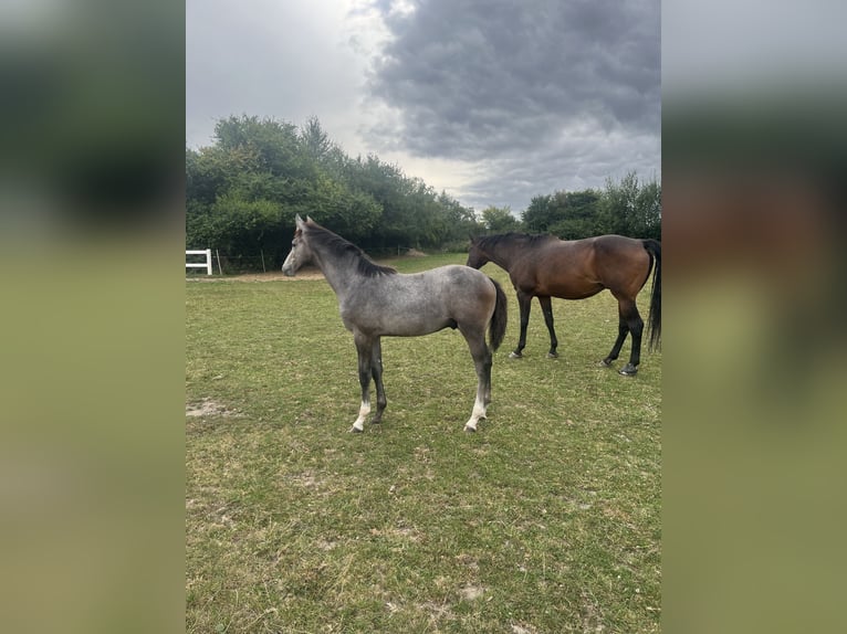 Dänisches Warmblut Hengst Fohlen (04/2026) 170 cm Schimmel in Aabenraa