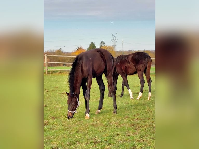 Dänisches Warmblut Hengst Fohlen (05/2025) 172 cm Dunkelbrauner in Horsens