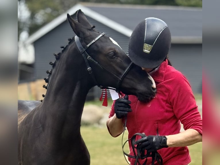 Dänisches Warmblut Hengst Fohlen (04/2025) 172 cm Rappe in Randers C