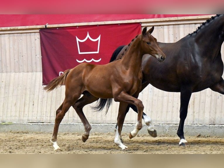 Dänisches Warmblut Hengst Fohlen (04/2025) in Glamsbjerg