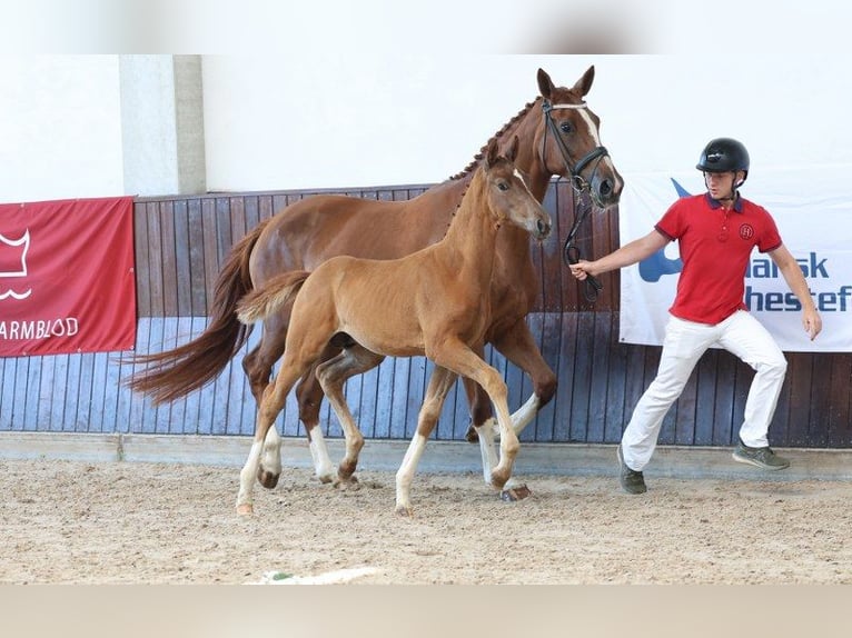 Dänisches Warmblut Hengst Fohlen (05/2025) in Glamsbjerg