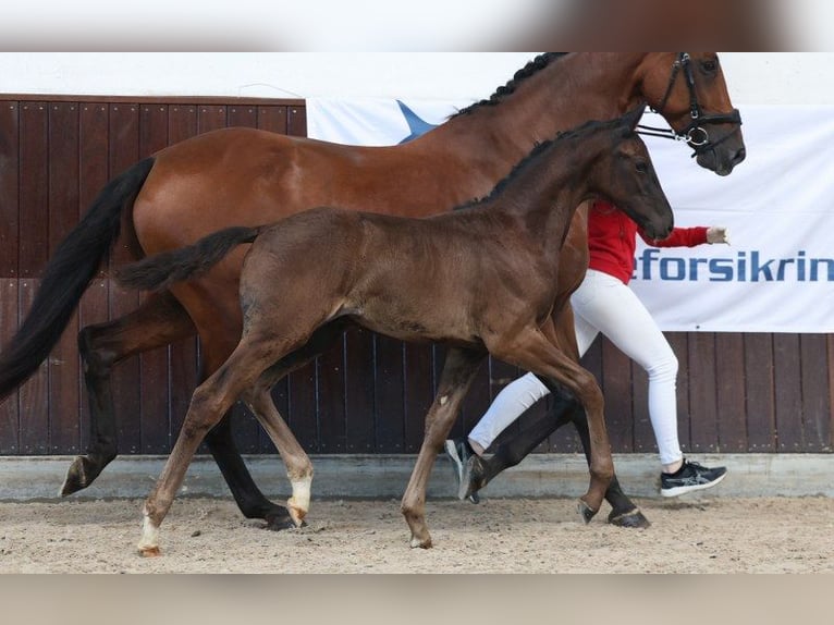 Dänisches Warmblut Hengst Fohlen (06/2025) in Glamsbjerg