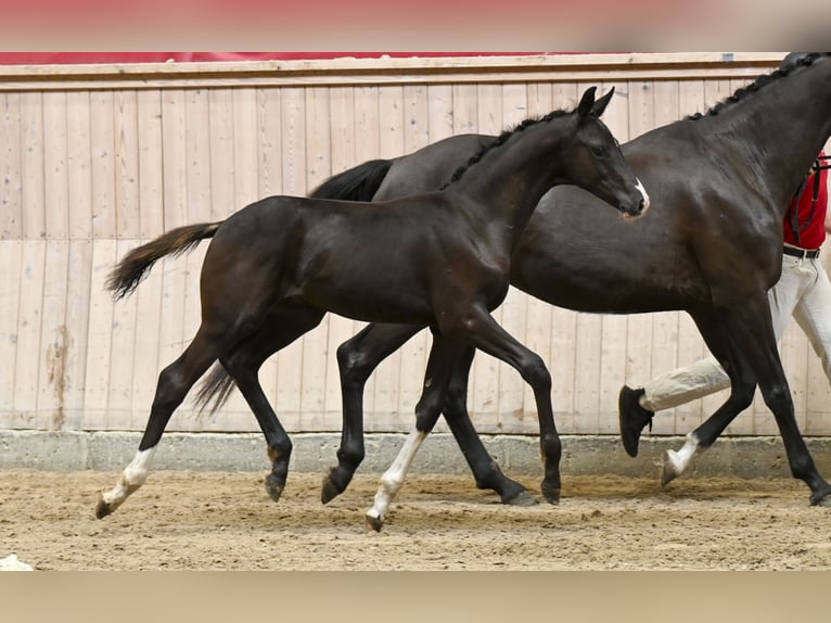 Dänisches Warmblut Hengst Fohlen (05/2025) in Glamsbjerg