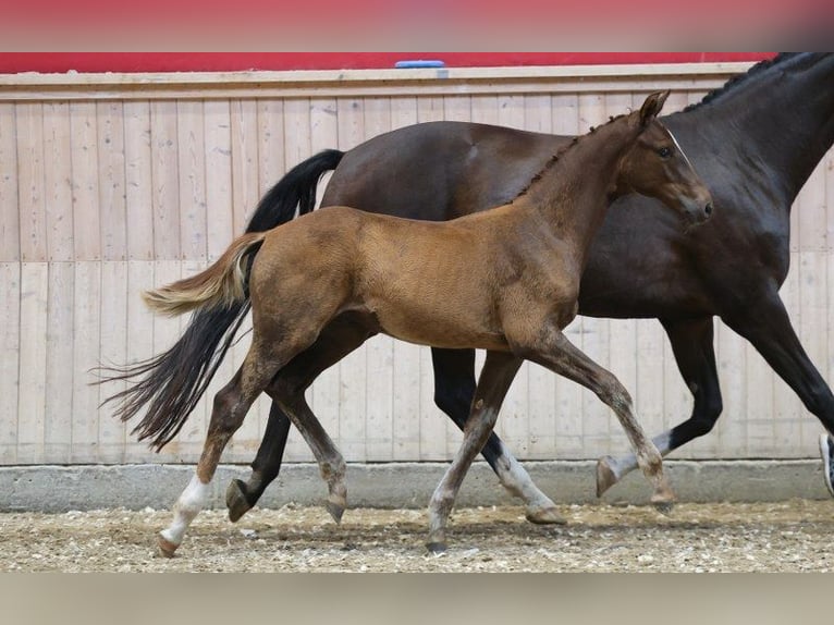 Dänisches Warmblut Hengst Fohlen (04/2025) in Glamsbjerg