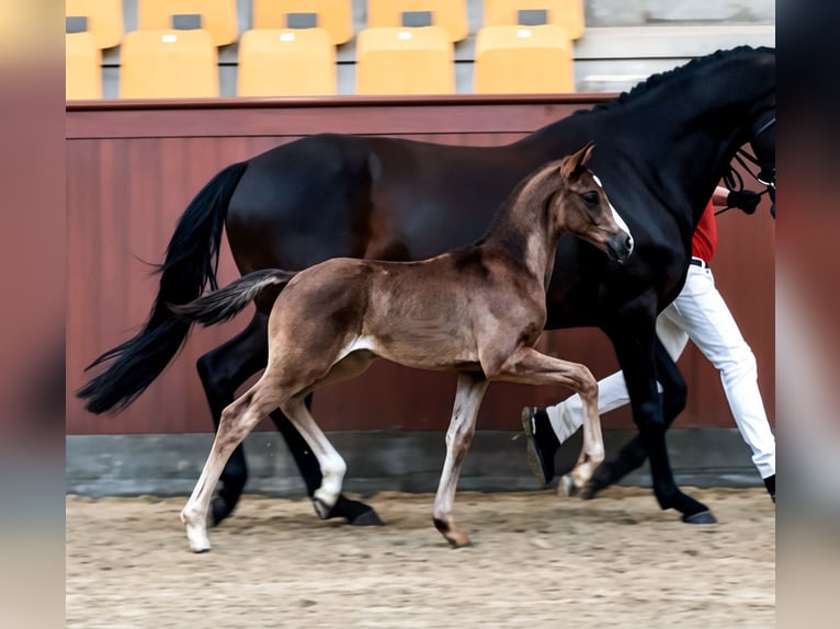 Dänisches Warmblut Hengst Fohlen (06/2026) Rappe in Viborg