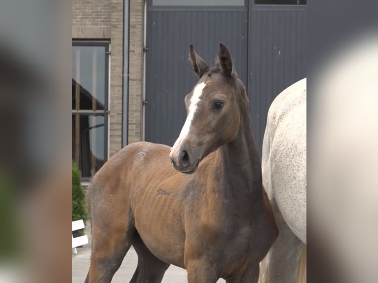 Dänisches Warmblut Hengst Fohlen (04/2026) Schimmel in Bredebro