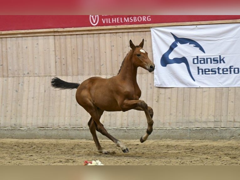 Dänisches Warmblut Hengst Fohlen (05/2025) in Glamsbjerg