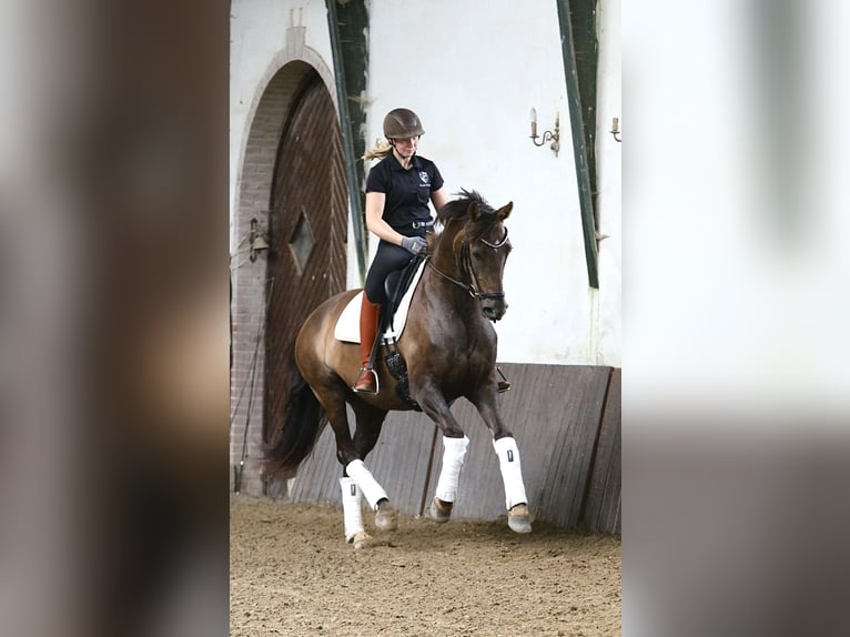 Dänisches Warmblut Stute 10 Jahre 166 cm Red Dun in Gislev