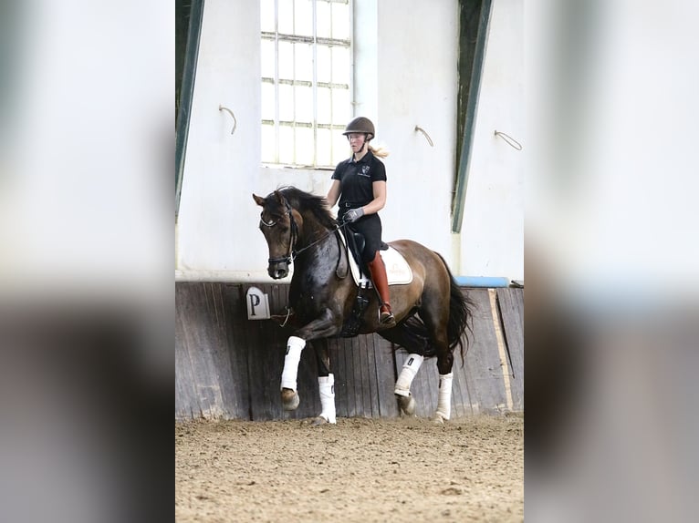 Dänisches Warmblut Stute 10 Jahre 166 cm Red Dun in Gislev