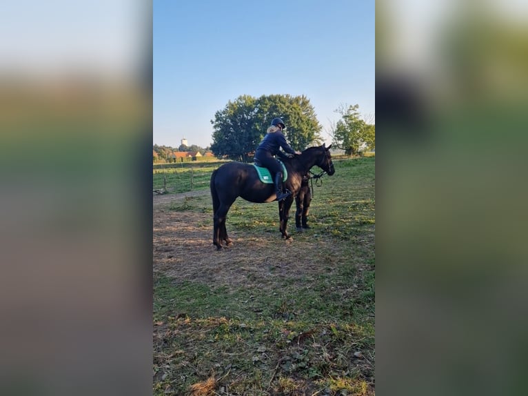 Dänisches Warmblut Stute 10 Jahre 169 cm Rappe in otterup