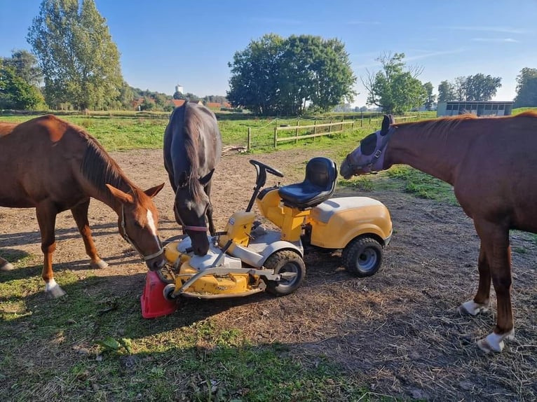 Dänisches Warmblut Stute 10 Jahre 169 cm Rappe in otterup