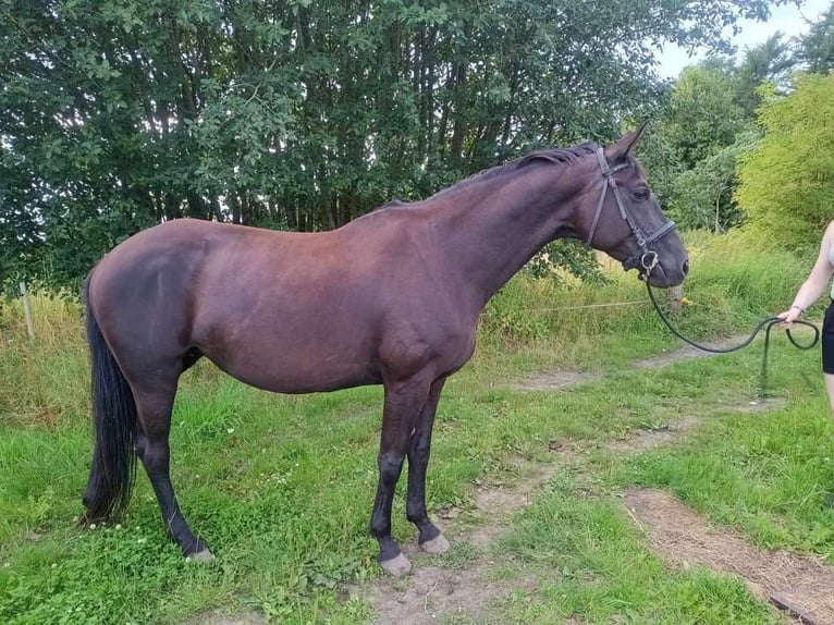 Dänisches Warmblut Stute 10 Jahre 169 cm Rappe in otterup