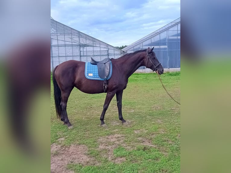 Dänisches Warmblut Stute 10 Jahre 169 cm Rappe in otterup