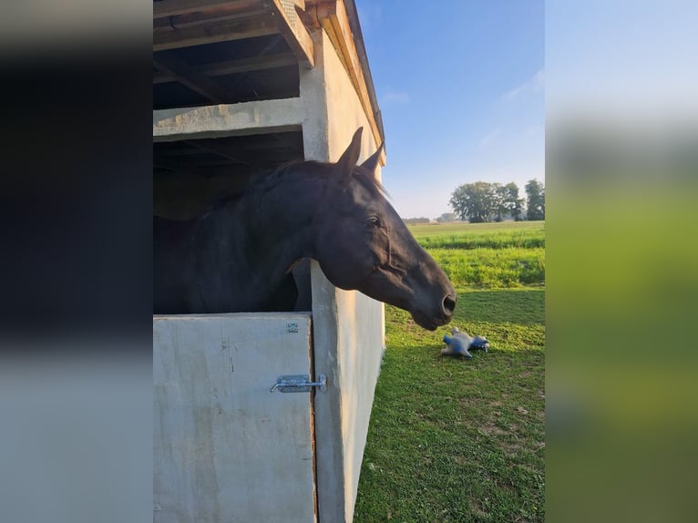 Dänisches Warmblut Stute 10 Jahre 169 cm Rappe in otterup