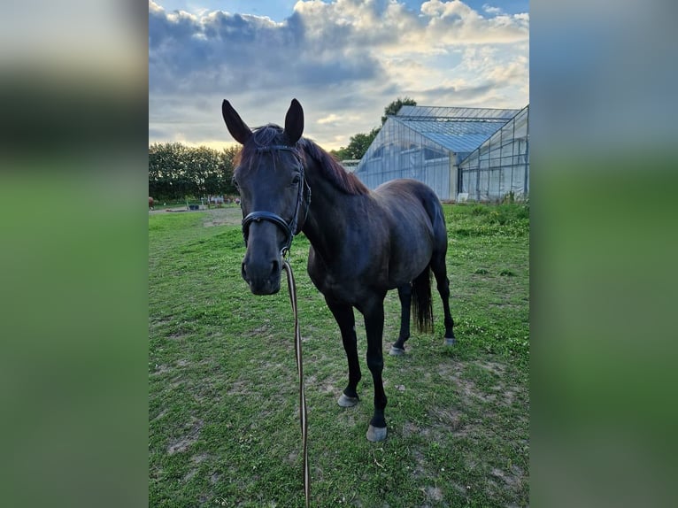 Dänisches Warmblut Stute 10 Jahre 169 cm Rappe in otterup