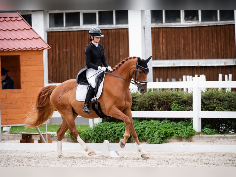 Dänisches Warmblut Stute 10 Jahre 173 cm Fuchs in Przegędza