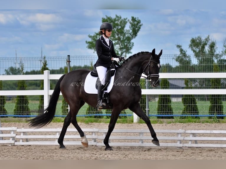 Dänisches Warmblut Stute 11 Jahre 164 cm Rappe in Pilchowo
