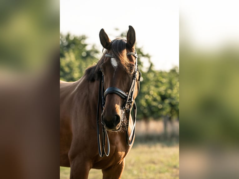 Dänisches Warmblut Stute 11 Jahre 170 cm Brauner in Ibbenbüren