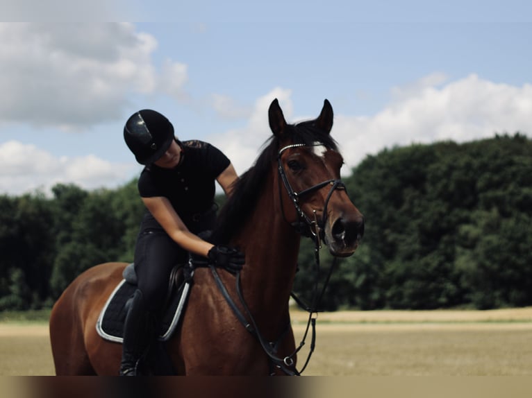 Dänisches Warmblut Stute 11 Jahre 170 cm Brauner in Ibbenbüren