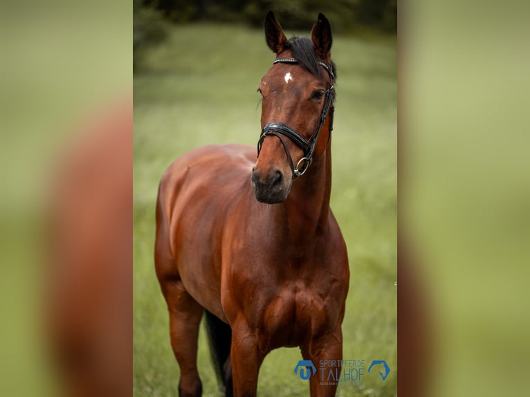 Dänisches Warmblut Stute 11 Jahre 175 cm Dunkelbrauner in Korntal-M&#xFC;nchingen