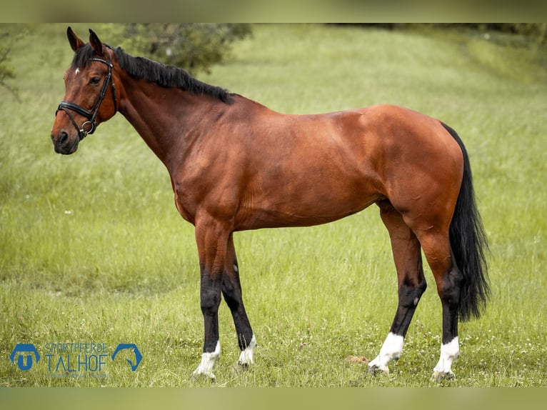 Dänisches Warmblut Stute 11 Jahre 175 cm Dunkelbrauner in Korntal-M&#xFC;nchingen