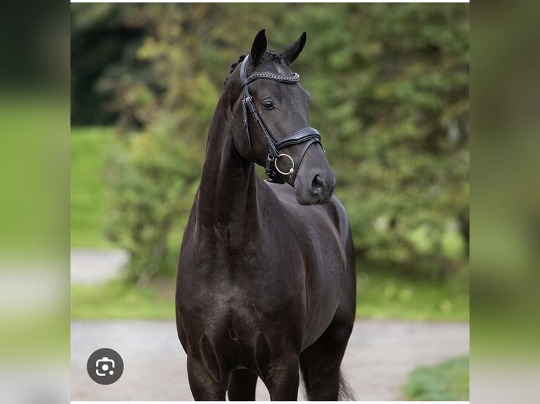 Dänisches Warmblut Stute 12 Jahre 167 cm Rappe in Aabenraa