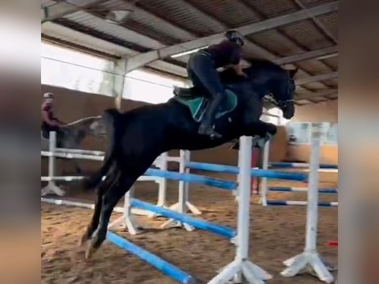 Dänisches Warmblut Stute 12 Jahre 168 cm Dunkelbrauner in Mettmann