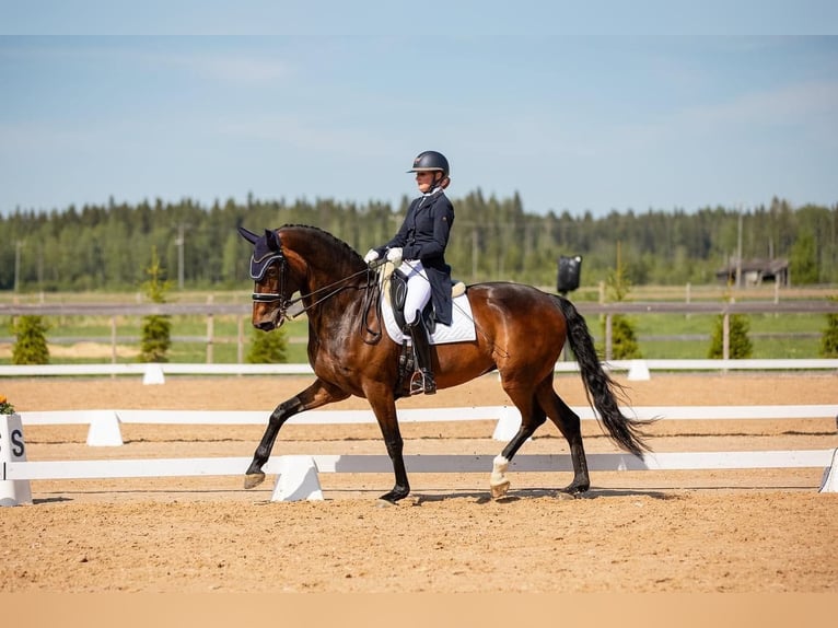 Dänisches Warmblut Stute 13 Jahre 170 cm in Vaasa