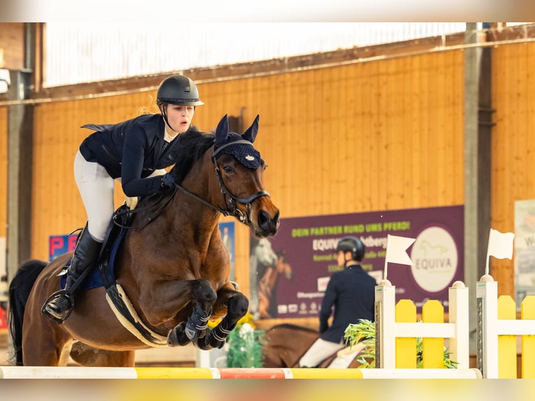Dänisches Warmblut Stute 14 Jahre 166 cm Brauner in D&#xFC;sseldorf