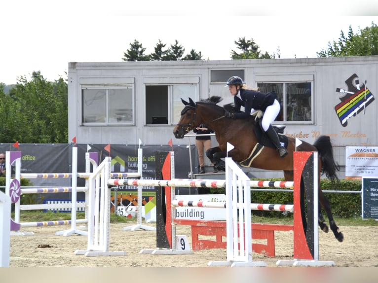 Dänisches Warmblut Stute 14 Jahre 166 cm Brauner in D&#xFC;sseldorf